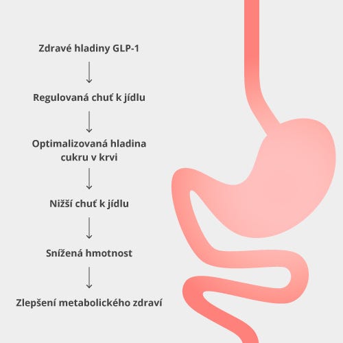 Jak Metabolux GLP-1 funguje