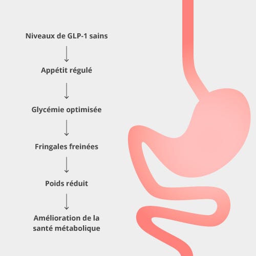 Comment fonctionne MetaboLux GLP-1