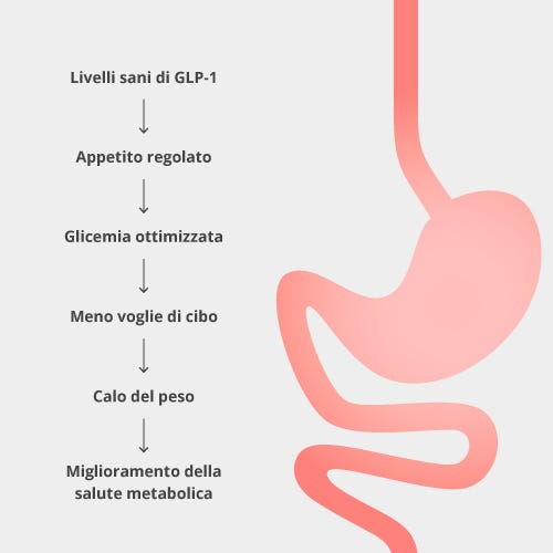 How MetaboLux GLP-1 works