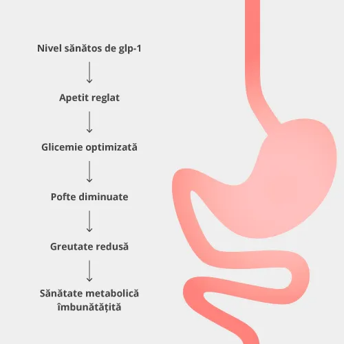 Cum funcționează MetaboLux GLP-1