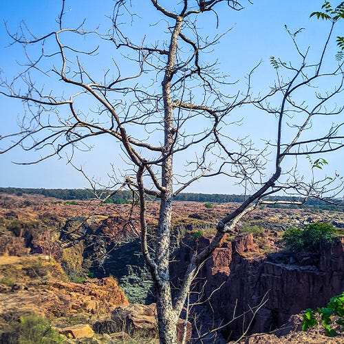 Boswellia serrata