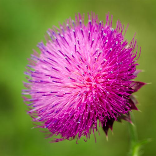 Milk thistle plant