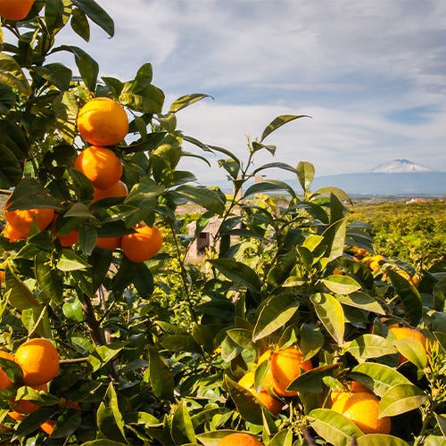 Sicilian oranges