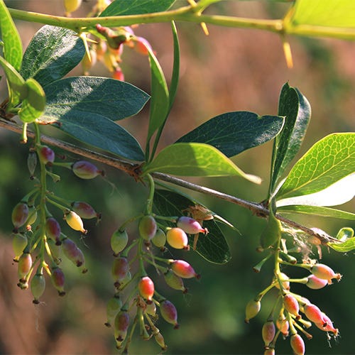 Berberine
