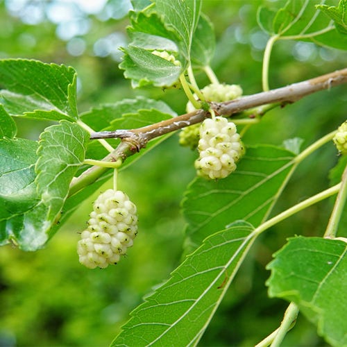 White mulberry