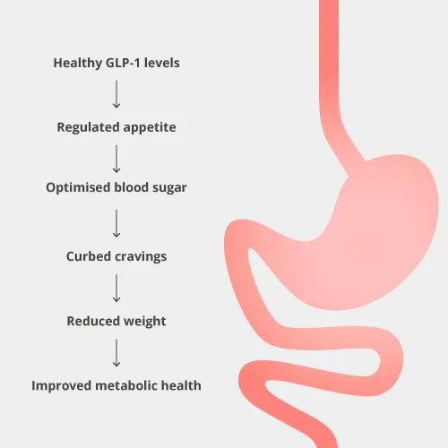 How MetaboLux GLP-1 works
