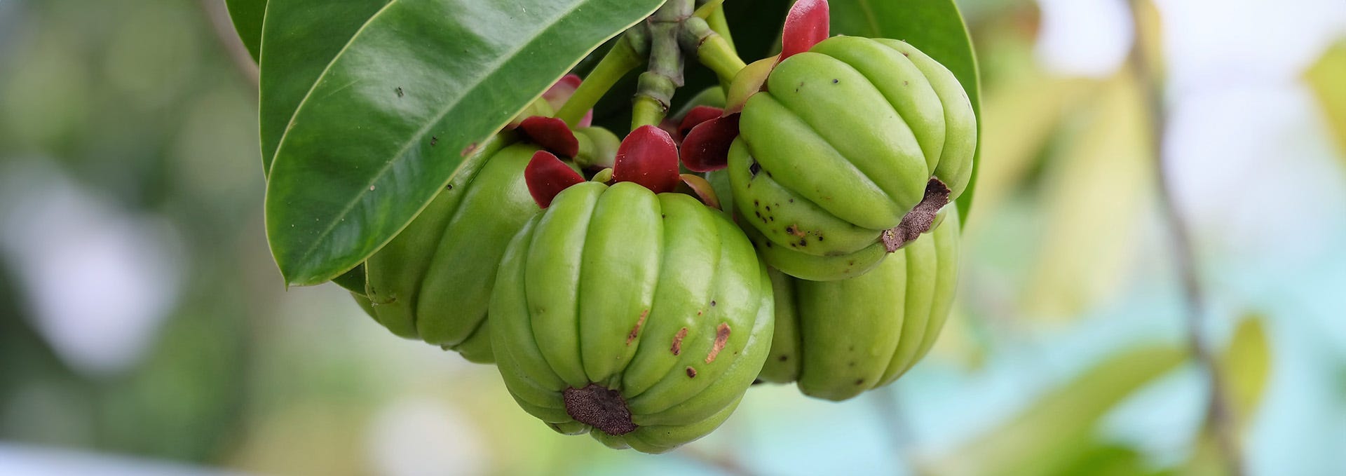 Garcinia cambogia