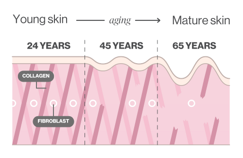 How collagen decreases as women get older