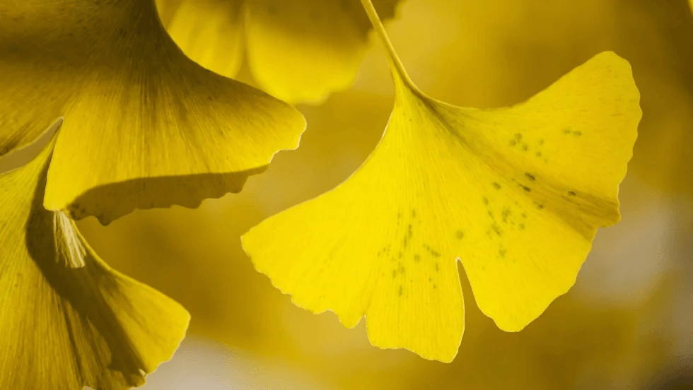 Ginkgo biloba