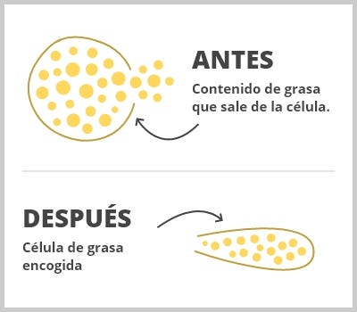 AdipoSlim XXL - quemagrasas abdominal