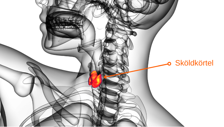 Bild på sköldkörteln